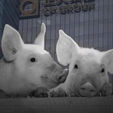 (养猪大王是谁)养猪大王成首富:如何通过养猪事业成就财富王国的霸主地位 (养猪大王是谁)养猪大王成首富:如何通过养猪事业成就财富王国的霸主地位