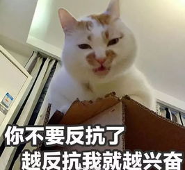 (猫修仙表情包)我家猫开修仙中心人气爆棚,客流络绎不绝!