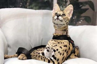 小峰小志的猫咪小院坐落在郑州的什么地方?