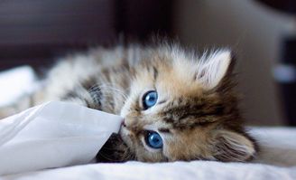 探寻猫宅生活之美:轻松愉悦的猫宅日记,记录猫咪的点滴生活点滴 探寻猫宅生活之美:轻松愉悦的猫宅日记,记录猫咪的点滴生活点滴