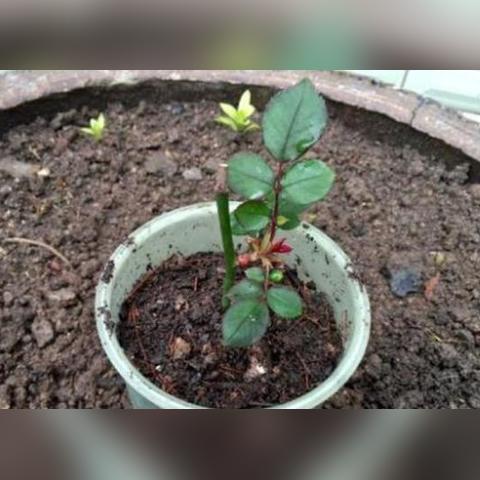 (如果可以早一点回家就好了)如果可以早一点回家,生活会更加轻松和美好。