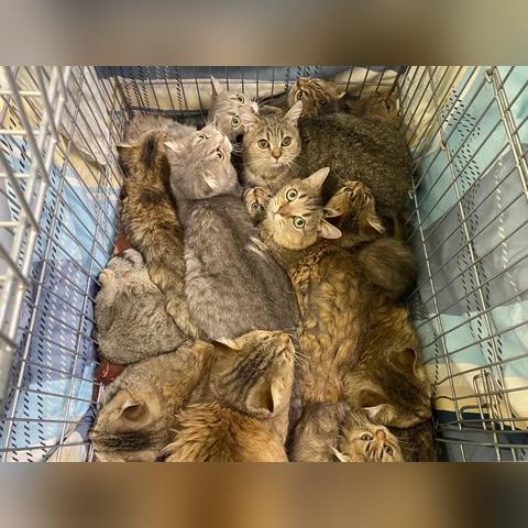 (拆弹猫有几张牌)一起揭秘拆弹猫游戏，详解各类牌具有的数量及其作用