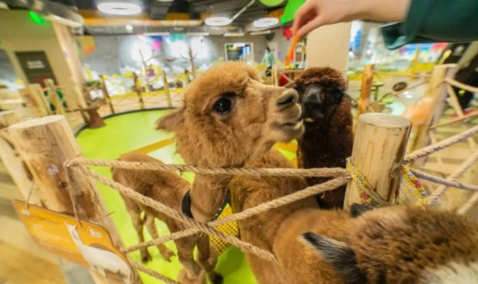 (欢乐动物岛怎么样)动物欢乐岛2：探索奇幻乐园，结识萌宠新朋友的冒险旅程