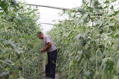 (栽种的树苗多久能看出来是否成活)老农栽种树苗,需要多久才能看到结果?