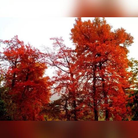 (浮石有什么用)探究浮石之旅的极致之旅：最强阵容搭配大揭秘