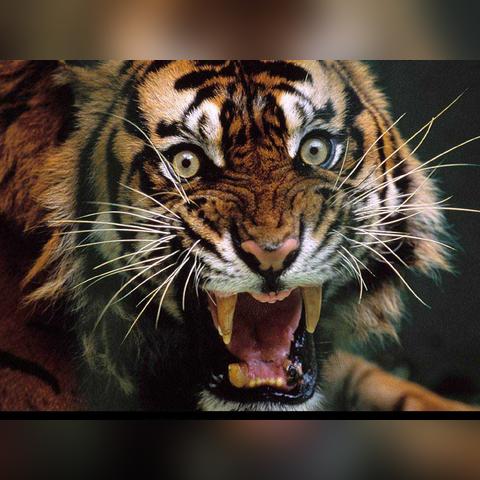 探索玩家生存技巧：动物森林法则手游中如何运用资源管理大幅提升生存率