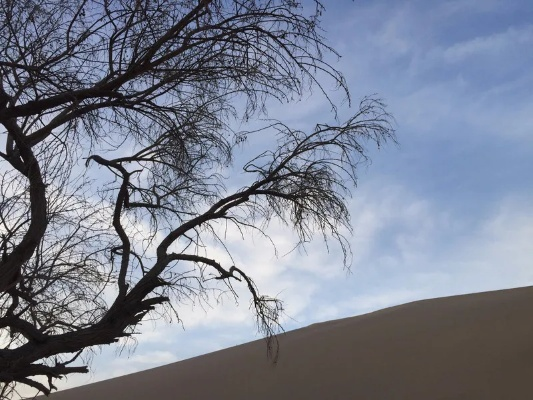 (感受大西北的苍凉之美)大西北苍凉之美，如沙漠中的一抹孤独花开。