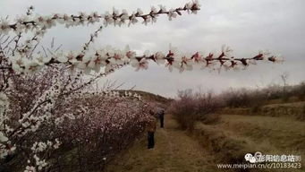 武义九州折相思:一场凄美动人的乡村故事,唤起心底深藏的乡愁情愫。 武义九州折相思:一场凄美动人的乡村故事,唤起心底深藏的乡愁情愫。