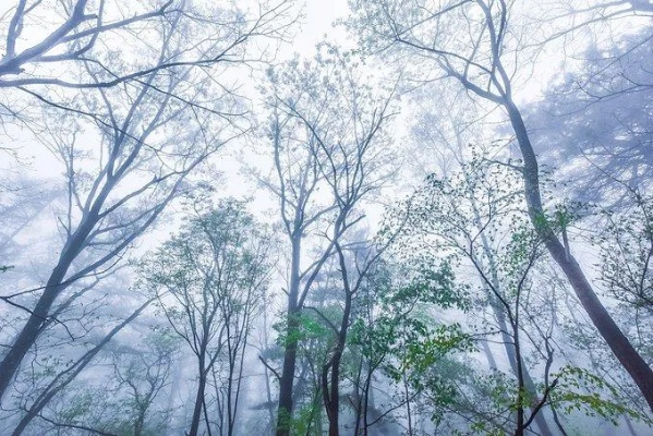 班得瑞《寂静山林》：静谧自然之美，探寻心灵深处的宁静与智慧