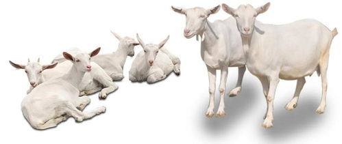 (奶羊吧论坛)奶羊模组值得开吗？探寻优势和劣势，为你做全面解析