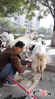 (奶羊吧论坛)奶羊模组值得开吗?探寻优势和劣势,为你做全面解析 (奶羊吧论坛)奶羊模组值得开吗?探寻优势和劣势,为你做全面解析