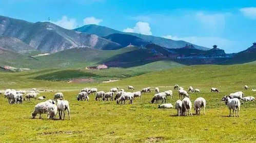 (奶羊吧论坛)奶羊模组值得开吗?探寻优势和劣势,为你做全面解析 (奶羊吧论坛)奶羊模组值得开吗?探寻优势和劣势,为你做全面解析