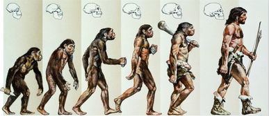 (猿族时代官网)探寻猿族时代国际服：连接人类与自然，探索新时尚之路