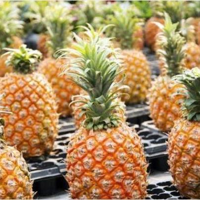 (围攻大菠萝单机)围攻大菠萝游戏改名了吗？知乎用户热议游戏公告是否真实更新