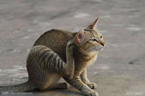 (田园猫和狸猫有什么区别)田园猫和狸花猫的区别：如何分辨它们在外表和习性上的差异？