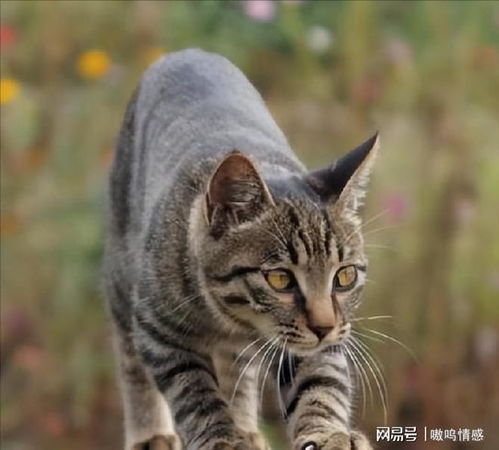 (田园猫和狸猫有什么区别)田园猫和狸花猫的区别：如何分辨它们在外表和习性上的差异？