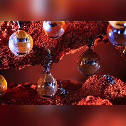 蚂蚁部落大作战中文版：各路英雄集结，展开激烈厮杀，谁能称王？