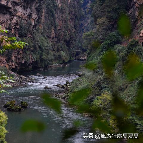 (猫咪庄园)探秘小猫猫庄园视频——与可爱小猫猫一起玩乐的乐园