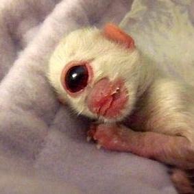 (最强蜗牛独眼巨人和蜗牛哪个好)最强蜗牛独眼巨人选择成功率调查：你知道它到底有多成功吗？