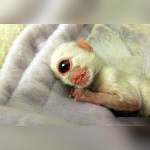 (最强蜗牛独眼巨人和蜗牛哪个好)最强蜗牛独眼巨人选择成功率调查：你知道它到底有多成功吗？