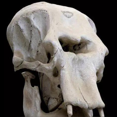 (最强蜗牛独眼巨人和蜗牛哪个好)最强蜗牛独眼巨人选择成功率调查：你知道它到底有多成功吗？