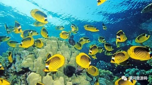 (探寻海洋世界之美,畅游蔚蓝online的奇幻世界是什么)探寻海洋世界之美，畅游蔚蓝Online的奇幻世界