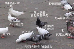 (特斯拉鸽子门)特斯拉肉鸽游戏最新版本介绍视频，全新玩法惊喜不断！