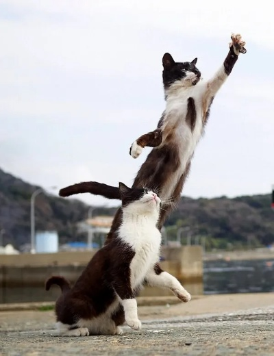 揭秘功夫喵星人的无敌功略：如何在战斗中施展出完美的武术绝技？