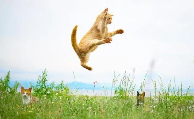 揭秘功夫喵星人的无敌功略：如何在战斗中施展出完美的武术绝技？