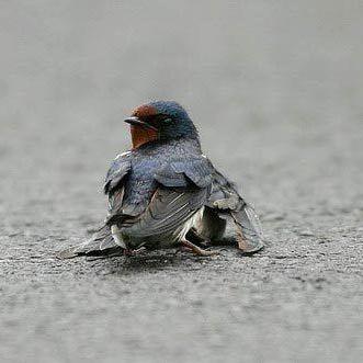 引领新一代电竞风潮：小鸟爱飞翔手游杰出特色与独特魅力深度解析