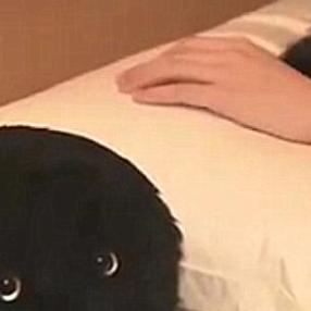 (睡啦助眠机器人)睡眠伴侣：智能机器人陪你入眠，助你拥有舒适睡眠体验