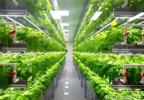 蔬菜庄园新一代三消：以绿色环保科技改革，提升农业可持续发展