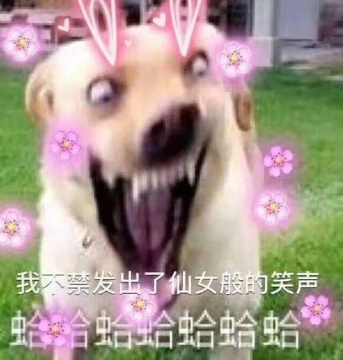 (切了吧表情包)切了个切gbd：突破传统，在割裂的边缘探索新的可能性