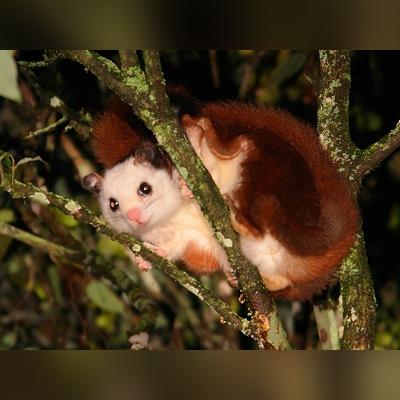 走进奇幻世界：以妖精的尾巴百度百科为引，揭秘动漫中的魔法与友情