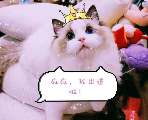 (与猫共修仙:一只主人与她的道侣小说)与猫共修仙：一只主人与她的道侣