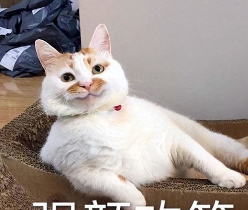 (与猫共修仙:一只主人与她的道侣小说)与猫共修仙：一只主人与她的道侣