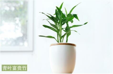 (最佳净化空气吸甲醛植物排名及养护方法是什么)最佳净化空气吸甲醛植物排名及养护方法