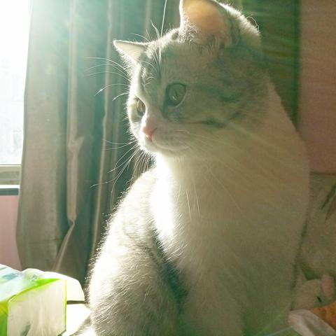 (兔子跳铃铛小游戏)让你上瘾的萌物冒险游戏-兔子跳铃铛手机游戏评测及技巧分享 (兔子跳铃铛小游戏)让你上瘾的萌物冒险游戏-兔子跳铃铛手机游戏评测及技巧分享