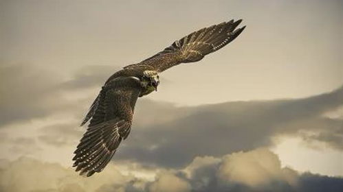 (十月鹰出笼,草枯雉兔肥翻译)十月鹰飞攻略：全面解析游戏战术与技巧，助你快速提升实力