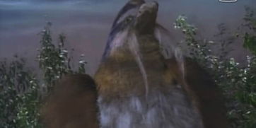 (95版神雕侠侣完整版40集tvb)1995版神雕侠侣免费观看国语版在线观看及剧情介绍 (95版神雕侠侣完整版40集tvb)1995版神雕侠侣免费观看国语版在线观看及剧情介绍