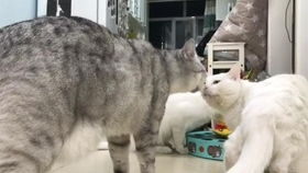 (萌宠主播有哪些)有哪些热门的萌宠直播平台？