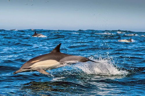 以我是一名航海家为主题:分享冒险旅程、航海知识与海洋环境保护的实践经验与理念 以我是一名航海家为主题:分享冒险旅程、航海知识与海洋环境保护的实践经验与理念