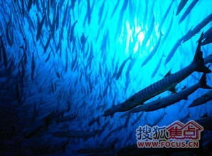 以我是一名航海家为主题:分享冒险旅程、航海知识与海洋环境保护的实践经验与理念 以我是一名航海家为主题:分享冒险旅程、航海知识与海洋环境保护的实践经验与理念