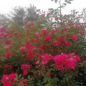 舌尖上的新鲜，探秘"乐缤纷庄园农场"：给您带来全方位、亲自采摘的田园体验