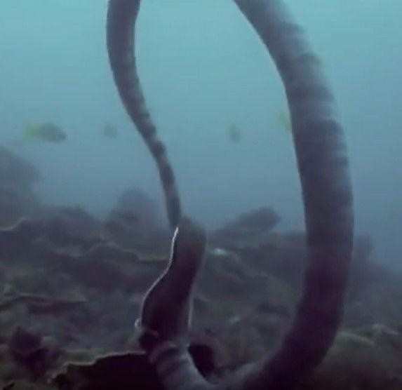 探索海蛇传奇的欢乐世界：令人欢笑的海之旅与神秘生物们