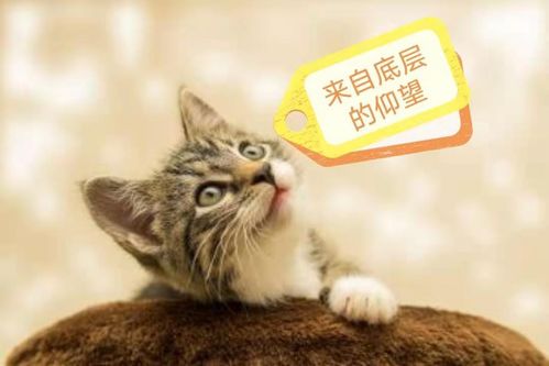 猫旅馆物语：全面攻略教你如何正确喂食猫咪，确保它们健康快乐成长