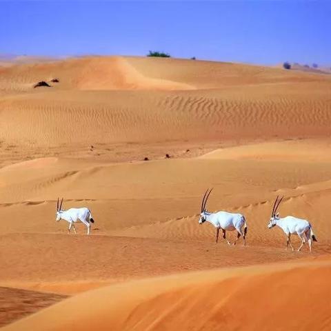 (勇者的奇幻冒险)在奇幻童话中迷失方向，勇者探险与自我发现之旅