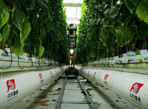 深度解析农业科技创新：'这城有良田'官方网站介绍了现代化农业生产和管理技术