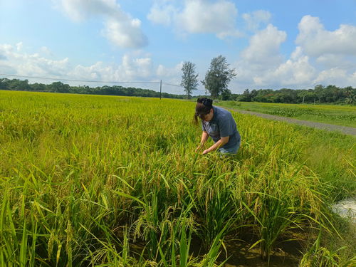 深度解析农业科技创新:'这城有良田'官方网站介绍了现代化农业生产和管理技术 深度解析农业科技创新:'这城有良田'官方网站介绍了现代化农业生产和管理技术