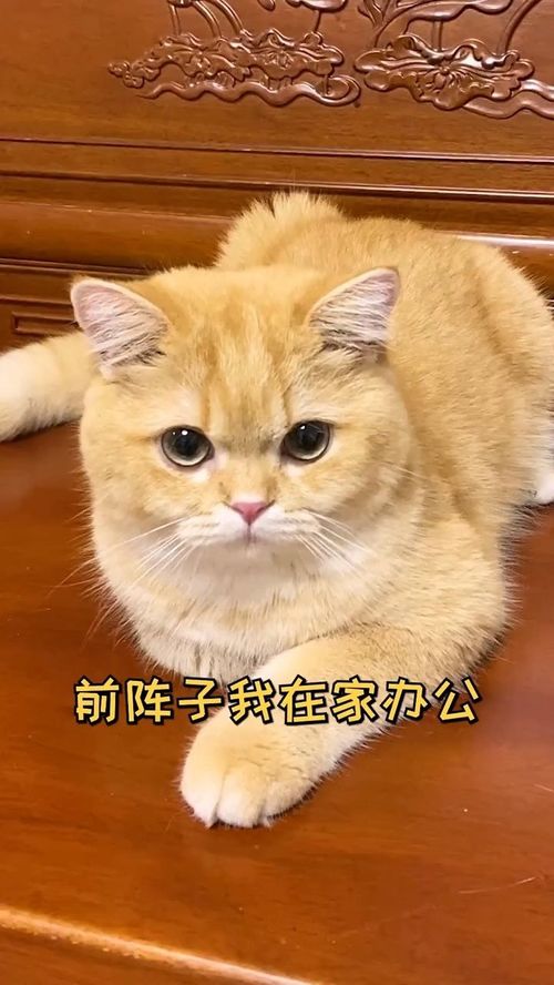 (猫咪解闷)猫咪解忧馆app：让可爱的小猫咪陪伴你，化解压力与忧愁